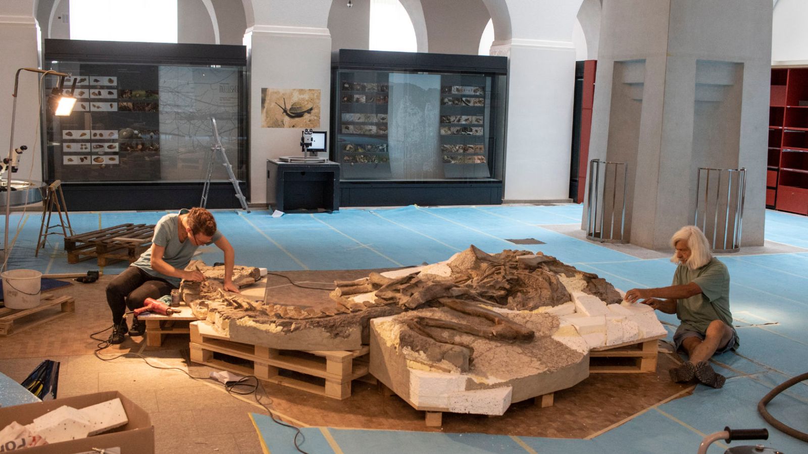 Ben Pabst and Ursina Bachmann construct the skeleton of Teoplati, the Plateosaurus, in the Natural History Museum of the University of Zurich. (Picture: Dennis Hansen)